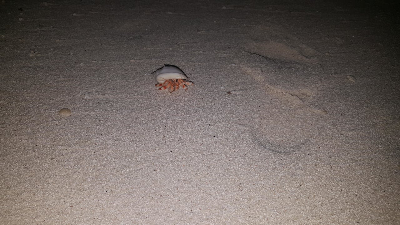 Einsiedlerkrebse Kuramathi Maldives