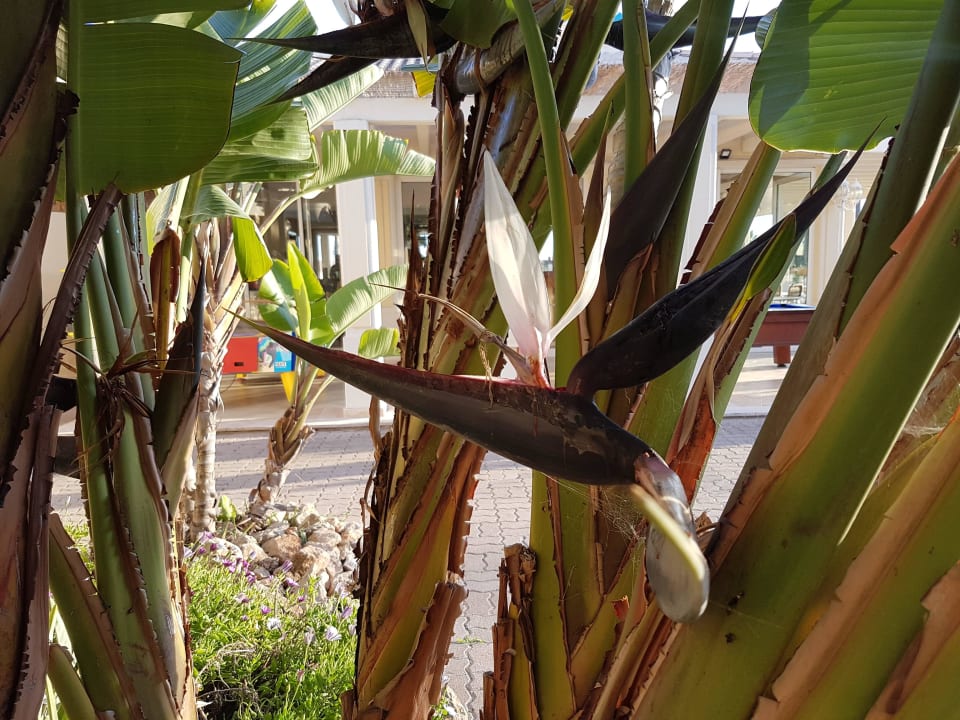 Grose Strilitzie AP Adriana Beach Resort