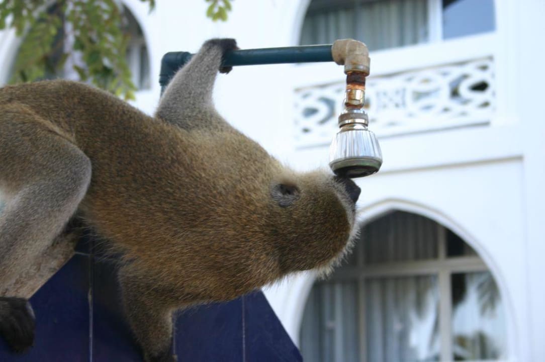 durstiges Äffchen Kaskazi Beach Resort