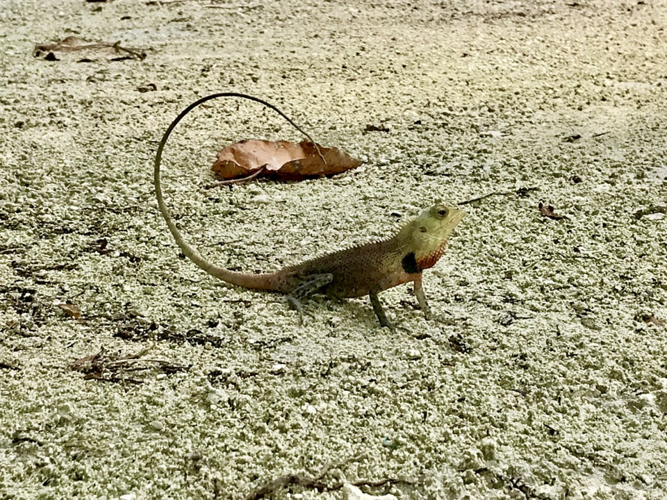 Sonstiges Adaaran Select Hudhuran Fushi - Premium All Inclusive