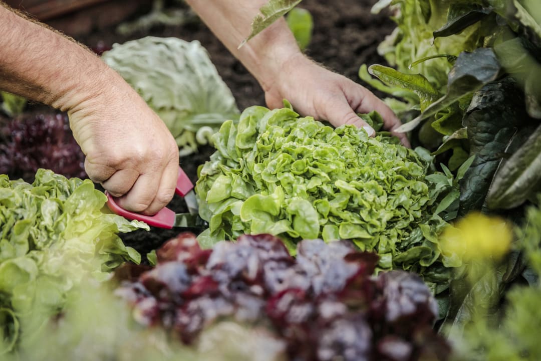 Gartenanlage Hotel Stäfeli