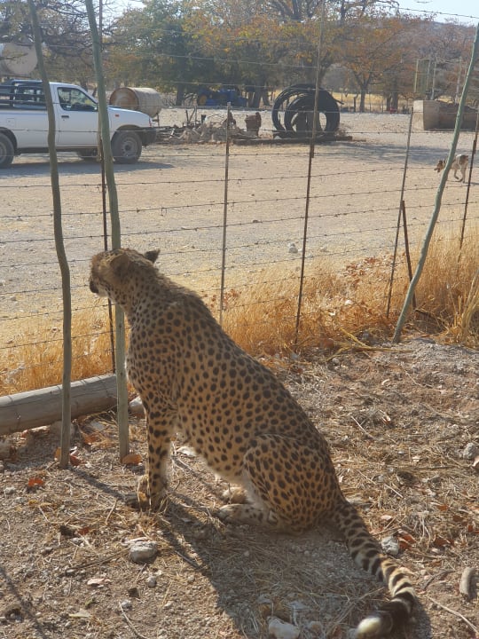 Sonstiges Otjitotongwe Cheetah Lodge
