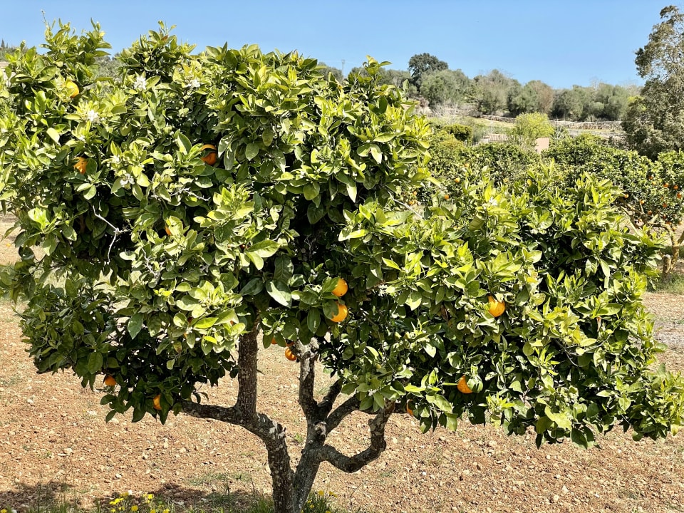 Gartenanlage Hipotels Hipocampo Palace & Spa