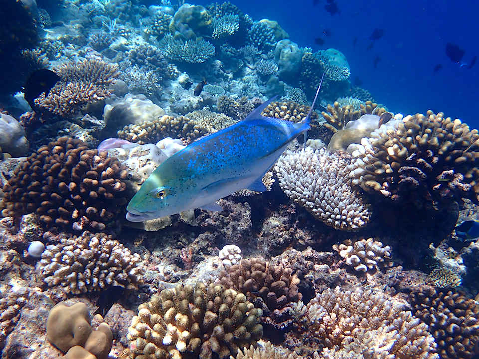 Sonstiges Ellaidhoo Maldives by Cinnamon