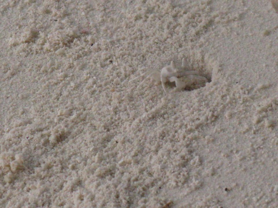 Einsiedlerkrebs bei der Arbeit Summer Island Maldives