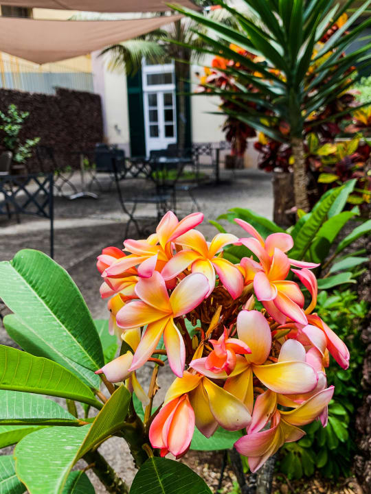 Gartenanlage ASPA - Apartamentos Sao Paulo Alegria