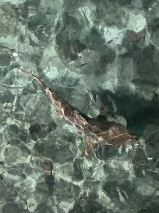 Strand Meeru Maldives Resort Island