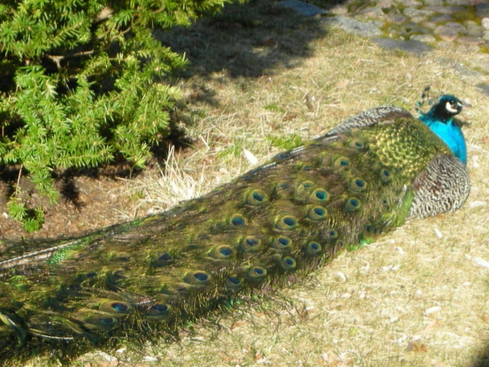 Paw Hotel Bursztynowy Palac