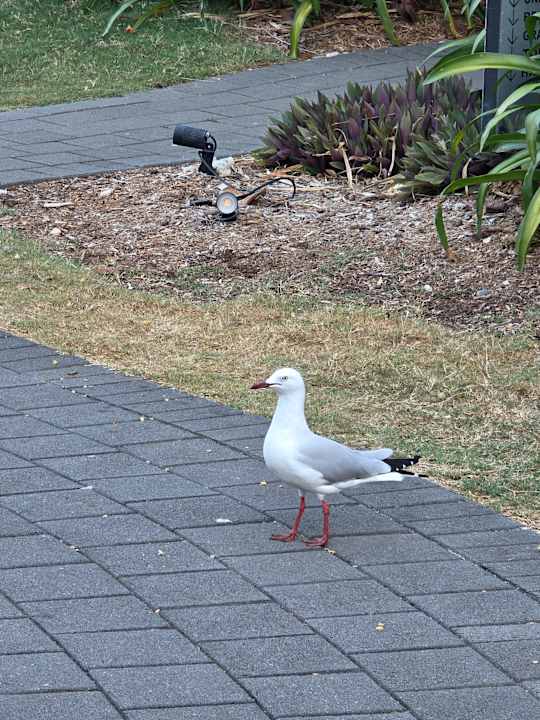 Gartenanlage Daydream Island Resort and Spa