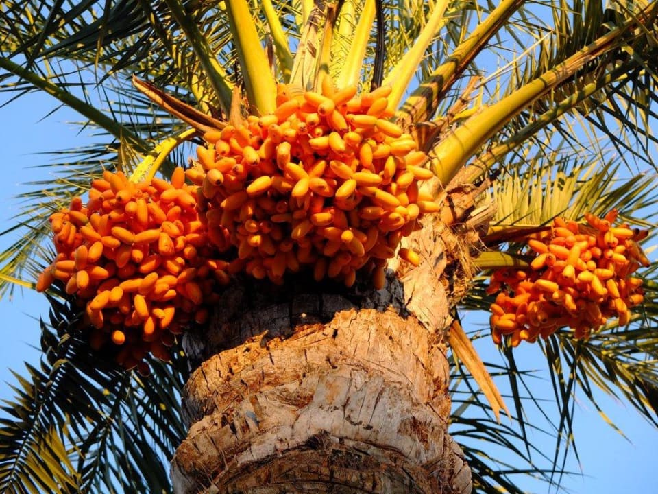 Palme Sunis Kumköy Beach Resort Hotel & Spa