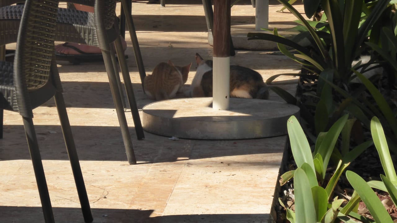 Restaurantgäste Wyndham Alltra Samana