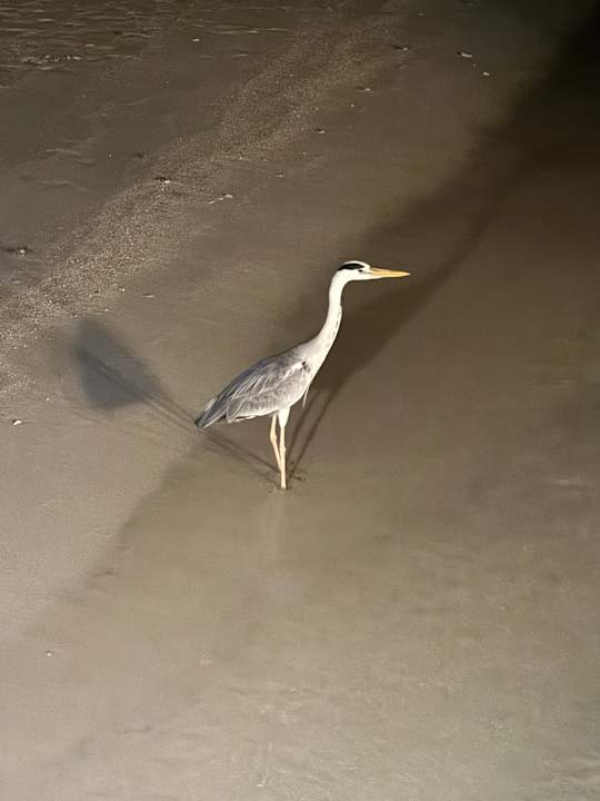 Strand Vilamendhoo Island Resort & Spa