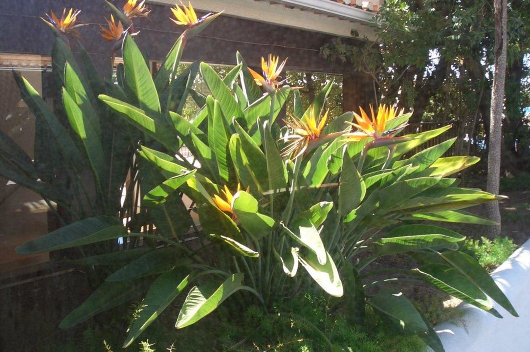 Blumen im gesamten Außenbereich Tivoli Lagos Algarve Resort