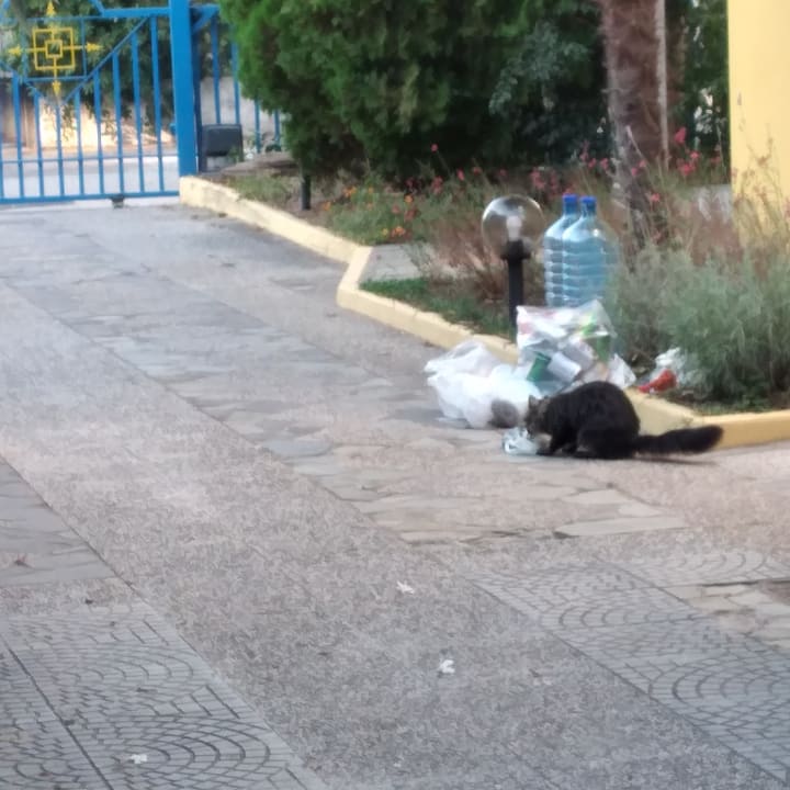 Gartenanlage Aparthotel Oasi Anfiteatro