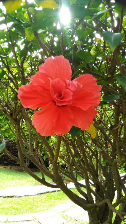 Gartenanlage BLUESEA Costa Jardin Spa