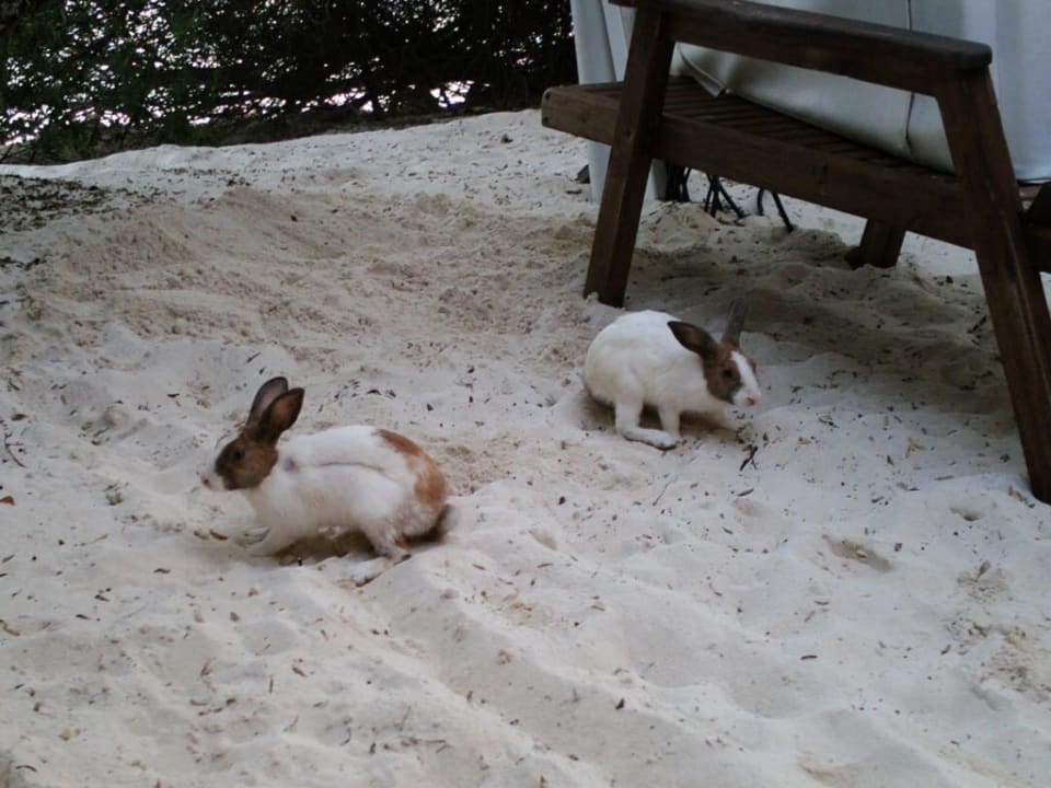 Freilaufende Hasen auf der Insel Eri Maldives
