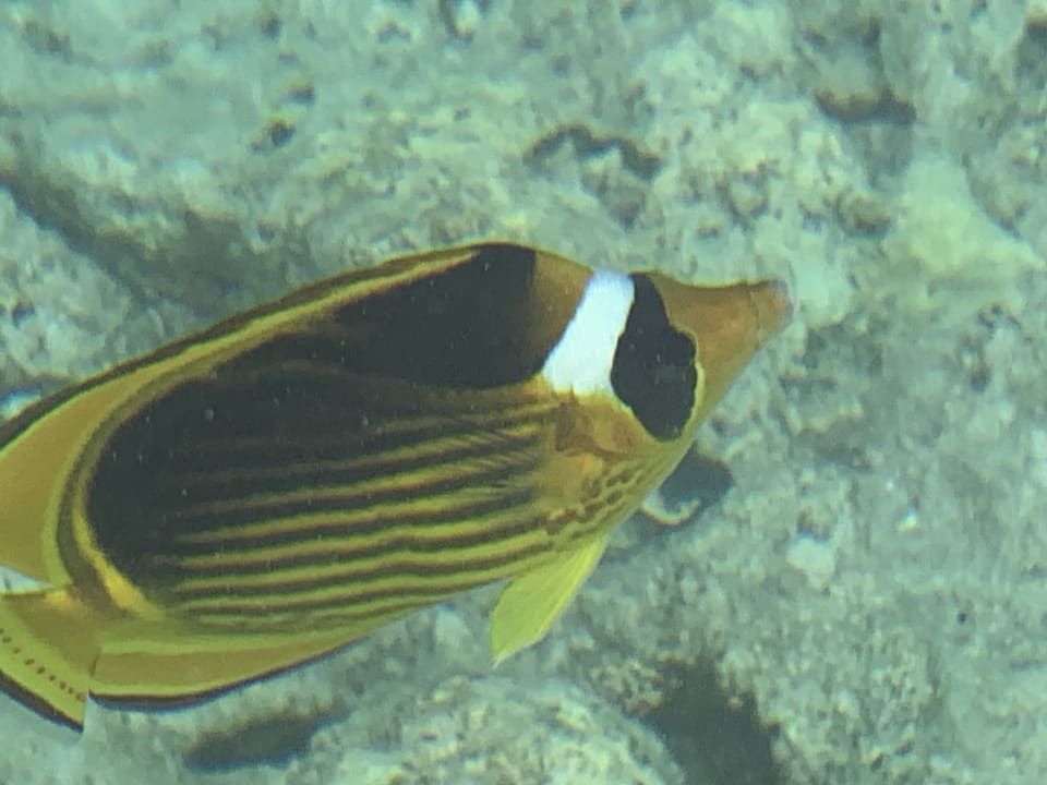 Strand Makadi Spa - Adults only