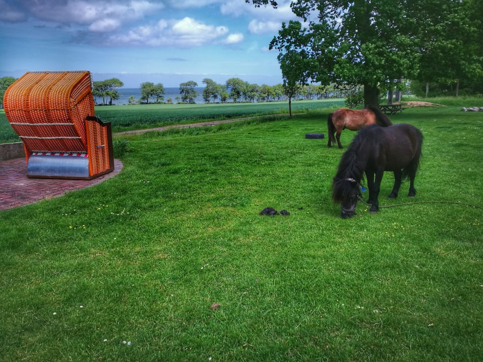 Gartenanlage Ferienbauernhof Liesenberg mit Meerblick