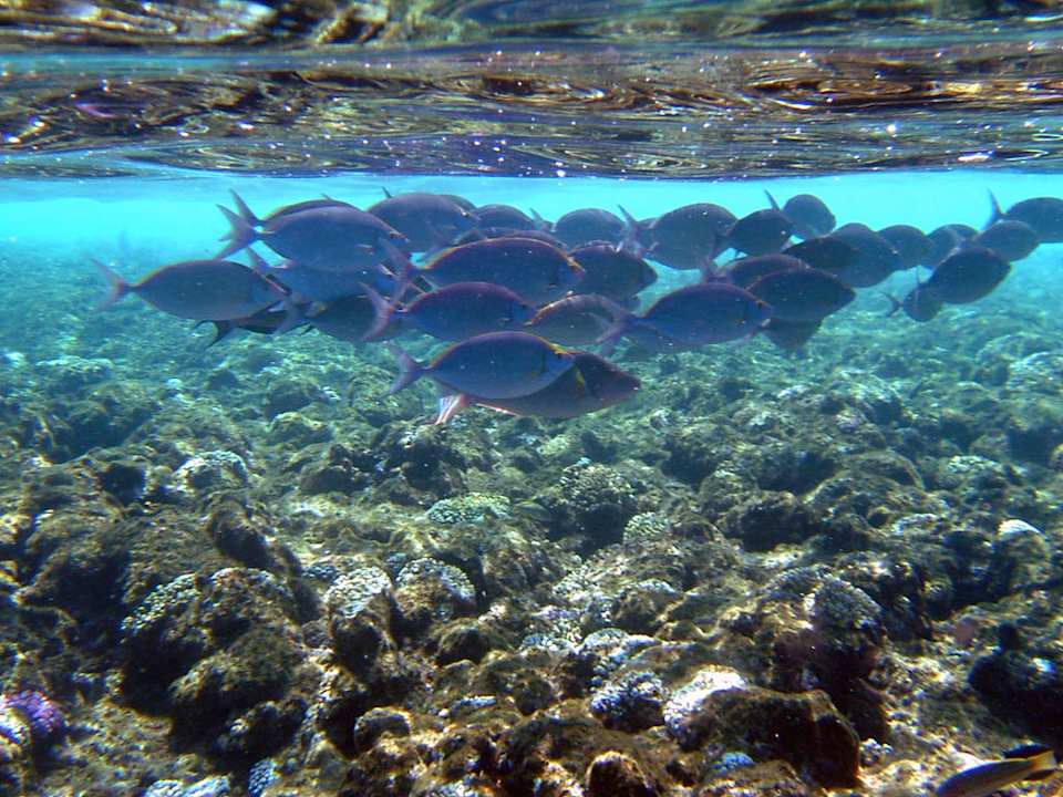 Pod vodou Rehana Sharm Resort Aqua Park & Spa