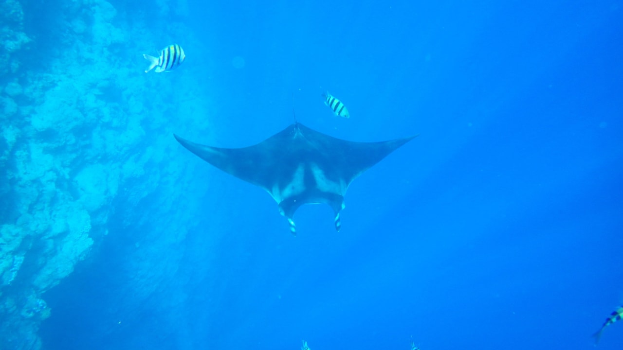 Manta Rochen The Grand Hotel Sharm El Sheikh