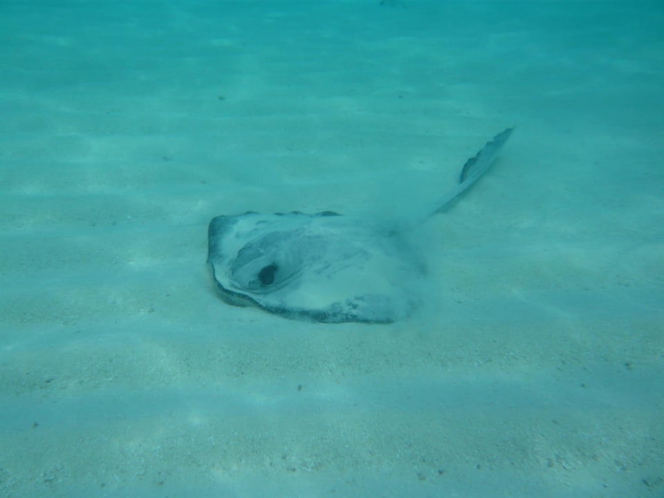 Stingray/Stachelrochen Meeru Maldives Resort Island