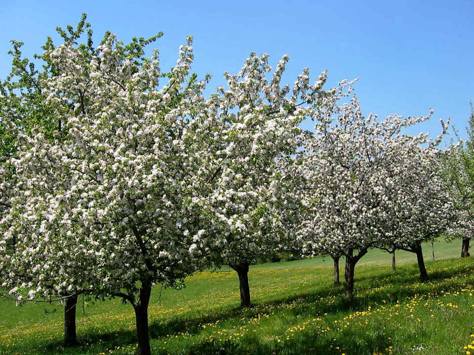 Obstgarten Pension Wachahof