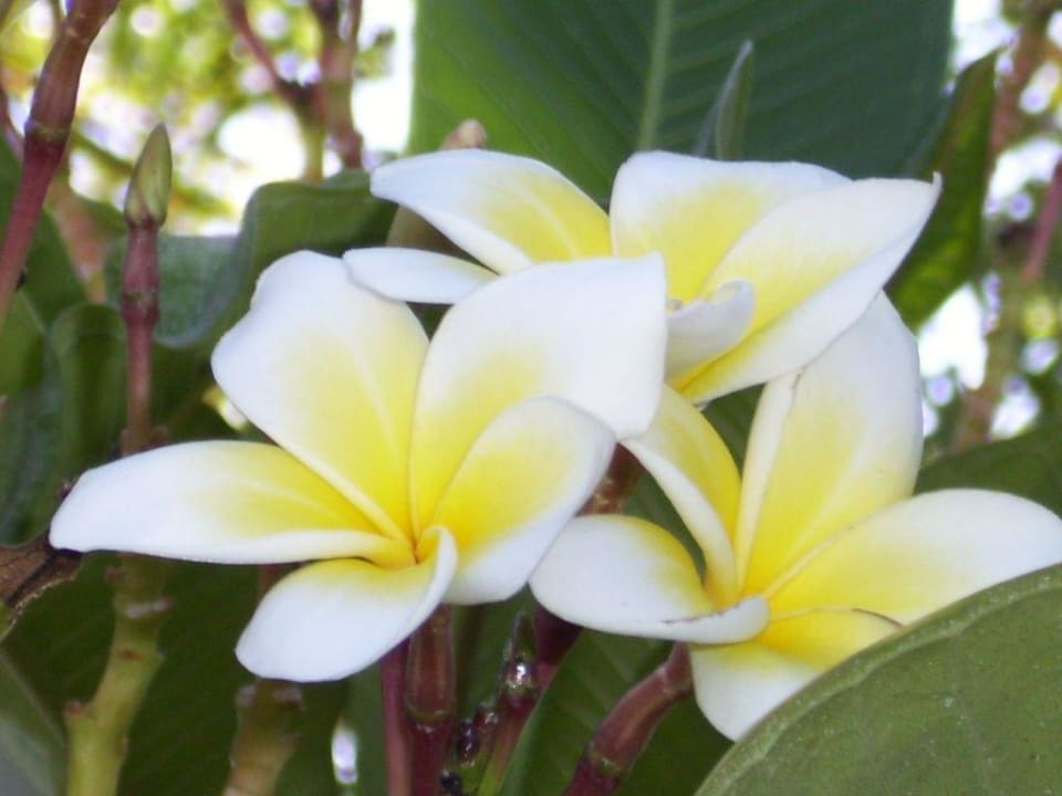 Blumen am Pool Makadi Palace