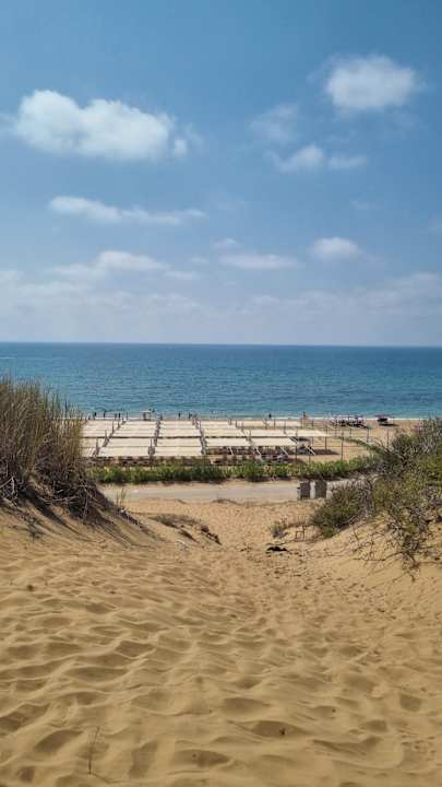 Strand Seashell Vega