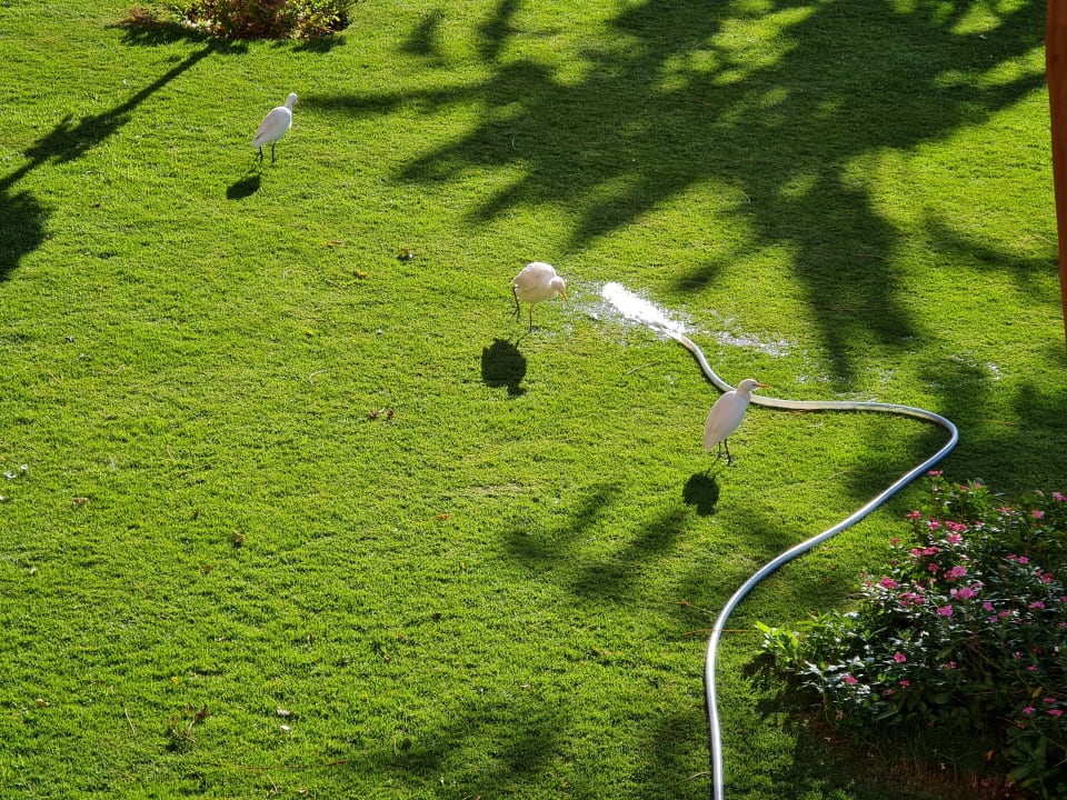 Gartenanlage Sentido Caribbean World Soma Bay