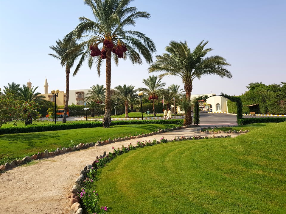 Gartenanlage Desert Rose