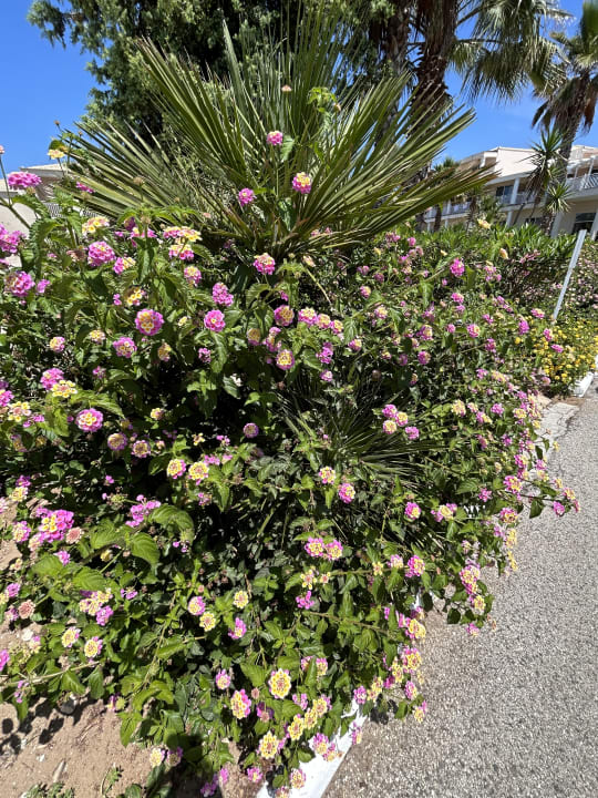 Gartenanlage Sandy Beach Resort