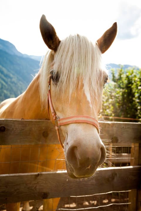 Unser Pferd "Nur" Residence Garni Melcherhof