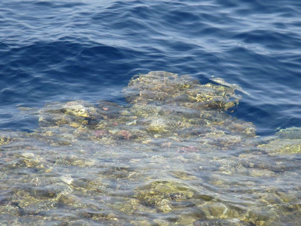 Korallen vom Strand aus The Grand Hotel Sharm El Sheikh