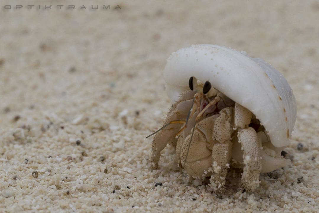 Kleiner Einsiedler Kuramathi Maldives