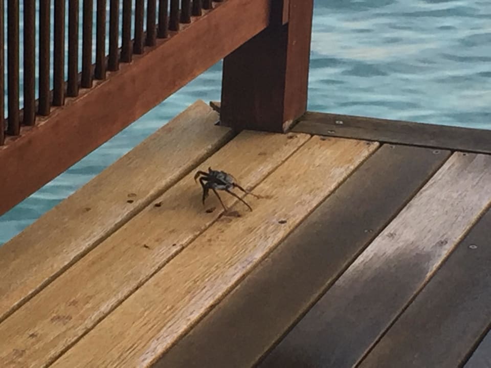 Krabbe Veligandu Maldives Resort Island