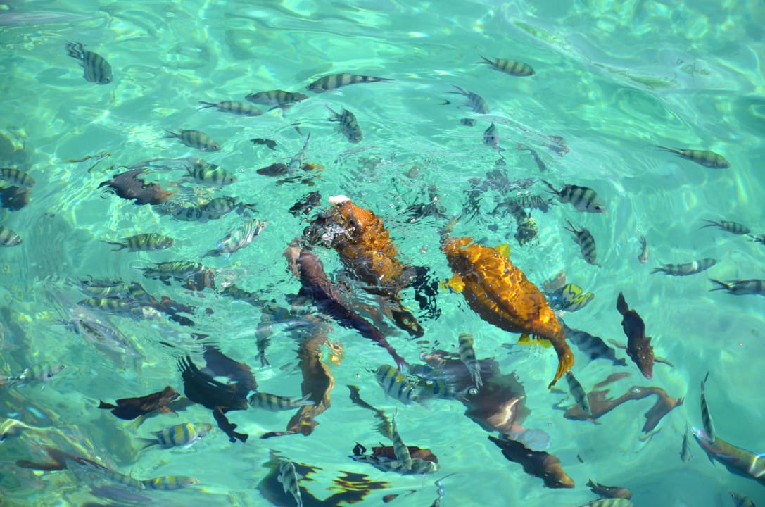 На пирсе Titanic Beach Spa & Aqua Park