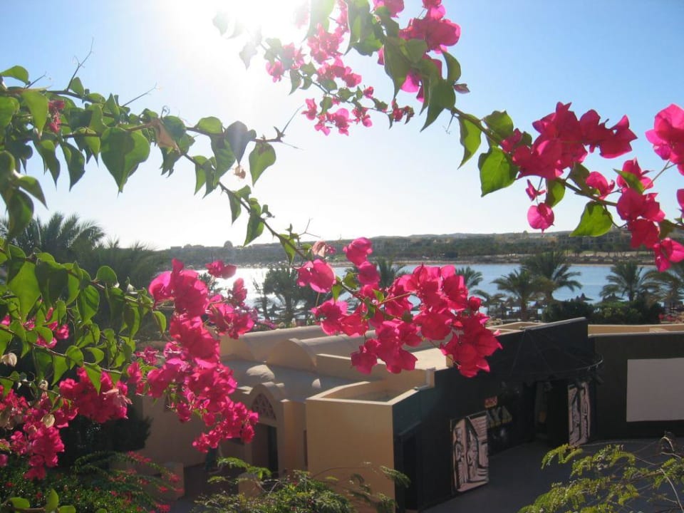 Blick auf Bucht von Restaurant-Terrasse Steigenberger Coraya Beach - Adults only