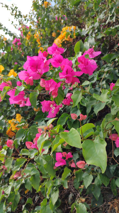 Gartenanlage allsun App.-Hotel Albatros