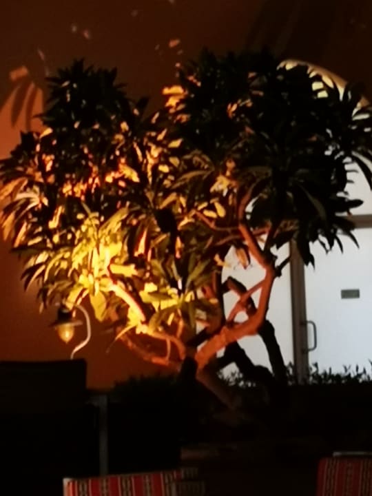 Gartenanlage Miramar Al Aqah Beach Resort