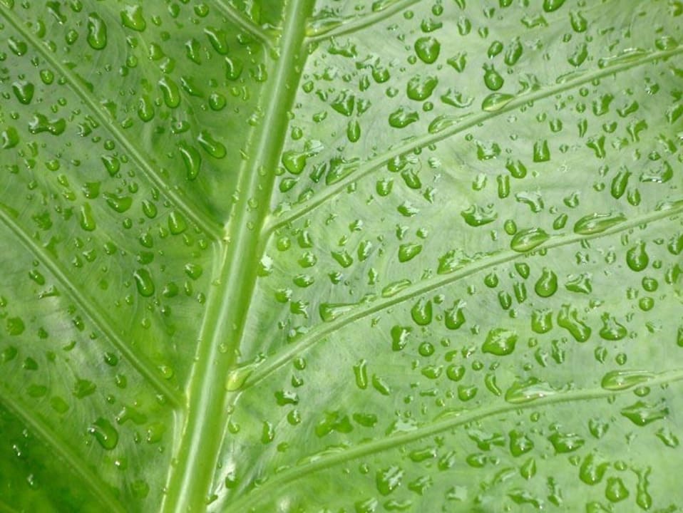 Blatt Kuramathi Maldives