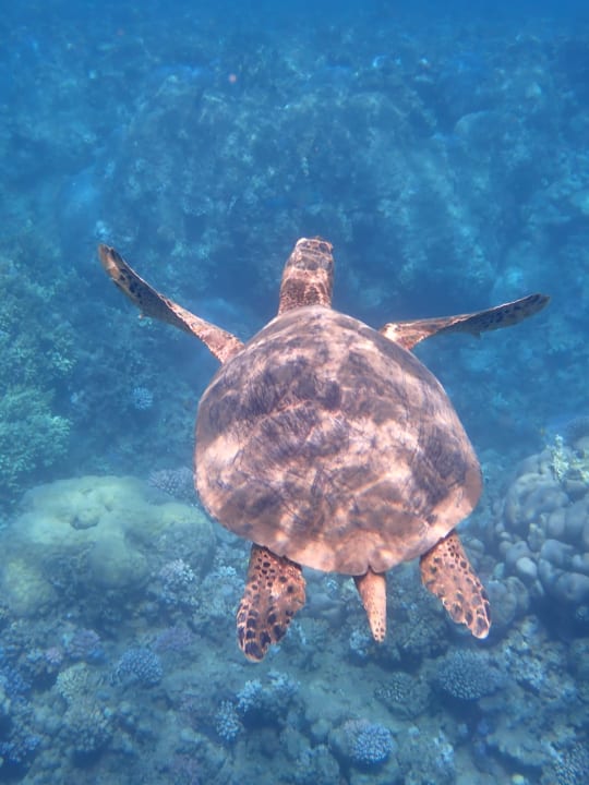 Sport & Freizeit Three Corners Equinox Beach Resort