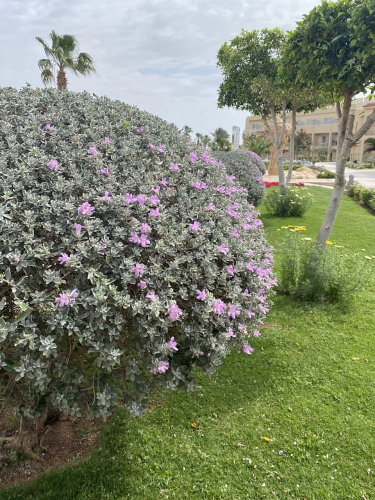 Gartenanlage Pickalbatros Royal Moderna Resort-Sharm El Sheikh