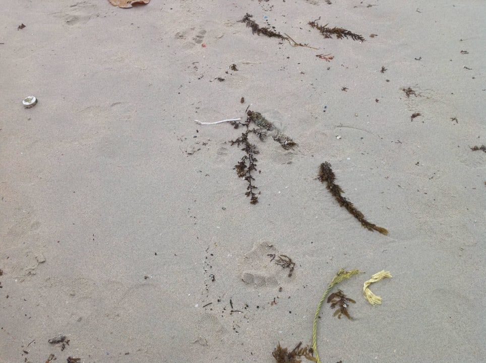 Strand voller Plastikmüll Crystal Bay Yacht Club Beach Resort