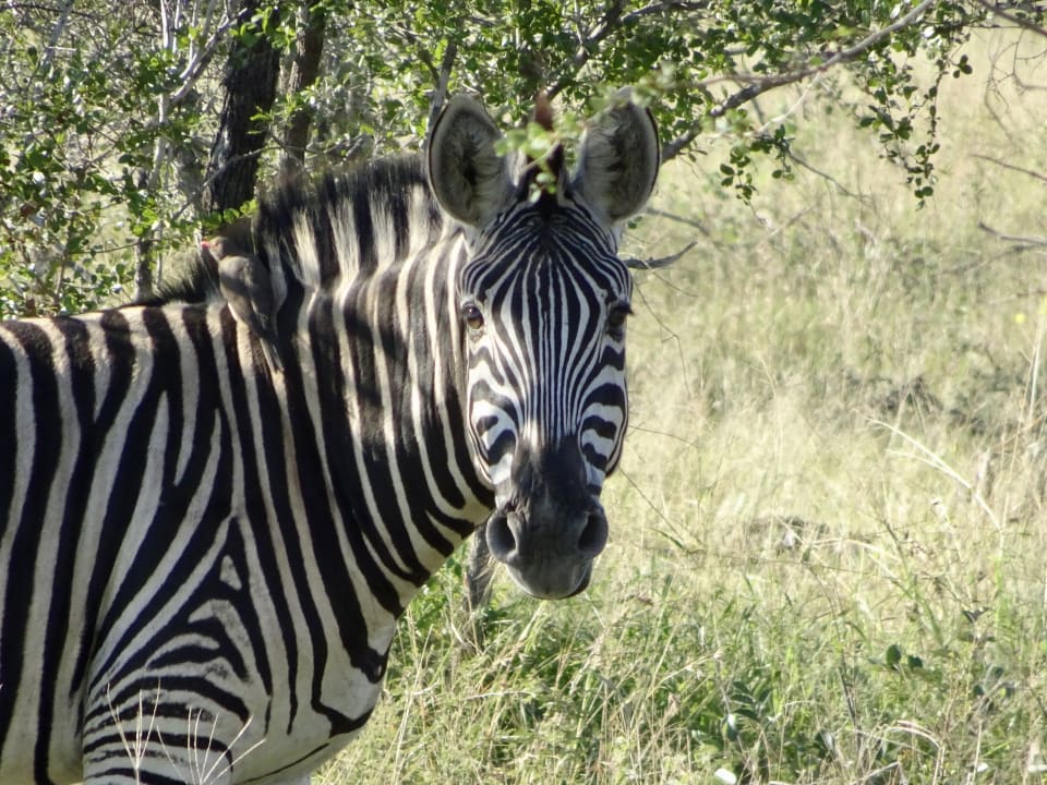 Sport & Freizeit Hamiltons Tented Camp - Lodge