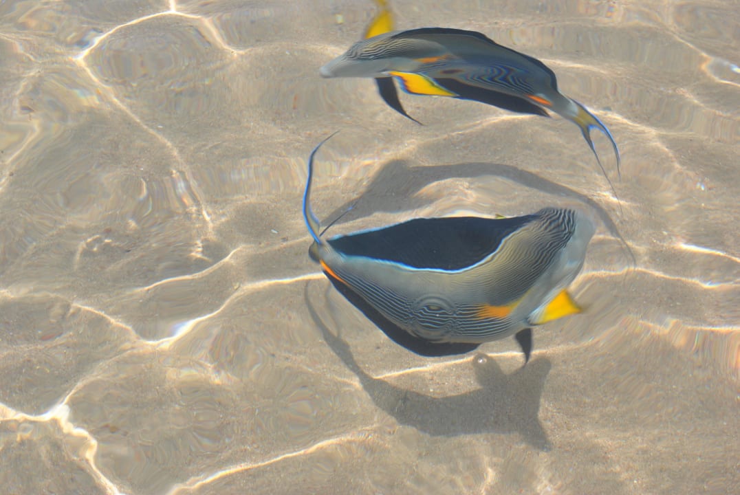 Fische beim spielen in Strandnähe Ghazala Gardens
