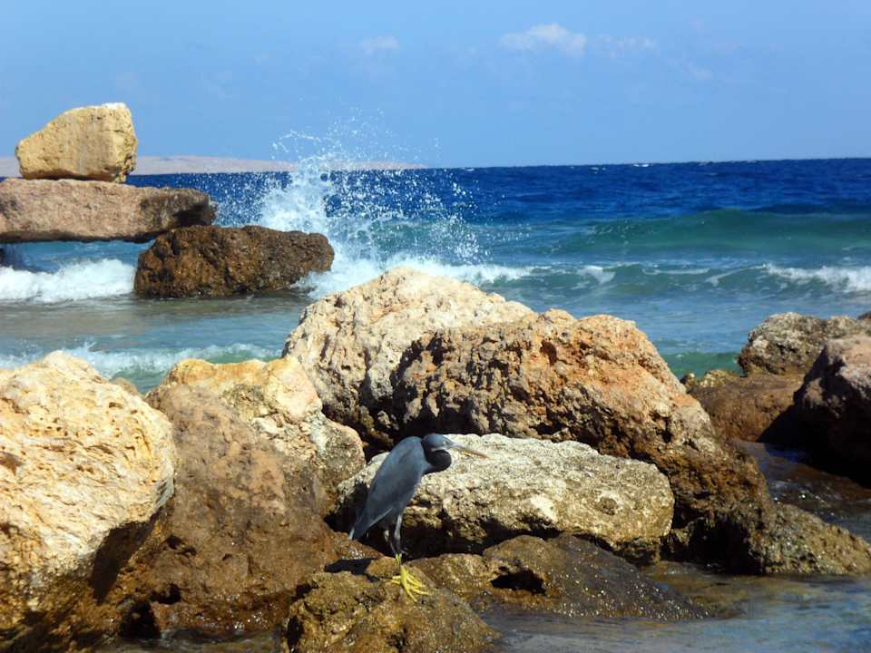 Hat Hunger Pickalbatros Citadel Resort