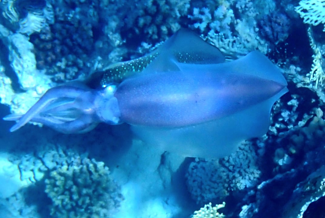 Sport & Freizeit Grand Makadi