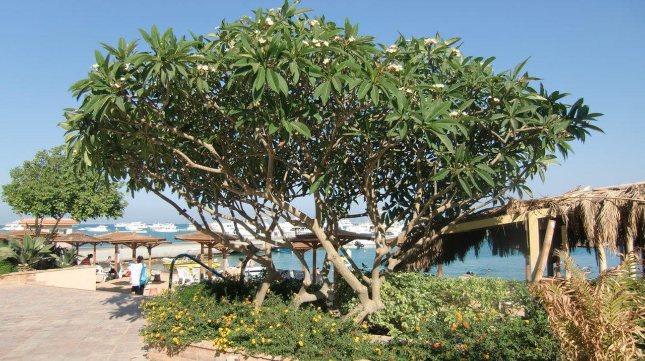 Blick zum Strand und Hafen Marriott Hurghada Beach Resort