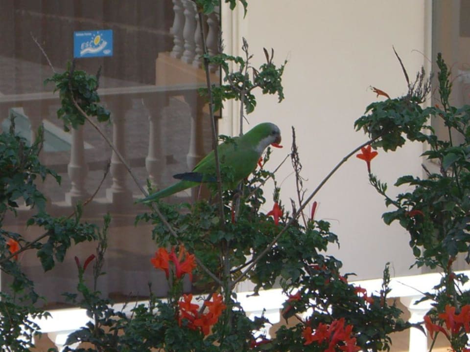 Papagei Hotel Taboga