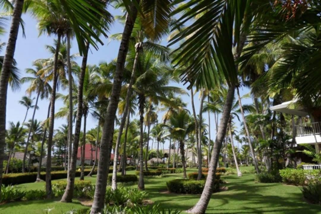 Gartenanlage Hotel Grand Palladium Palace Resort, Spa & Casino